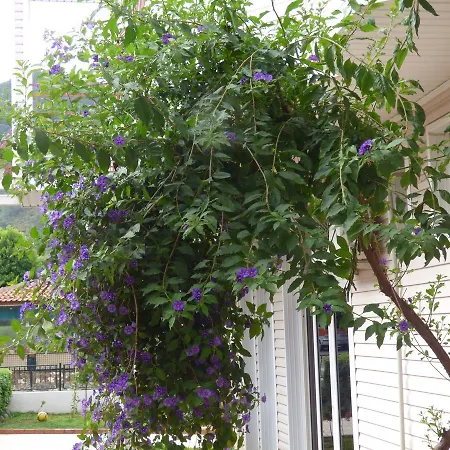 Avlu 4 Ξενοδοχείο με διαμερίσματα